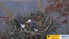 2024-11-20 21_39_06-Bluff City Cam 1_ ETSU_BTES Eagle Camera - YouTube – Maxthon.png