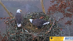 2024-11-20 21_39_38-Bluff City Cam 1_ ETSU_BTES Eagle Camera - YouTube – Maxthon.png