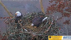 2024-11-20 21_39_49-Bluff City Cam 1_ ETSU_BTES Eagle Camera - YouTube – Maxthon.png