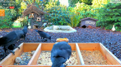 2024-11-21 11_56_40-LIVE 4K 60fps Bird Feeder Cam - Hedgehog & Bird Watching (3D Audio) ASMR HQ - Yo.png