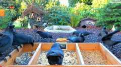 2024-11-21 11_56_46-LIVE 4K 60fps Bird Feeder Cam - Hedgehog & Bird Watching (3D Audio) ASMR HQ - Yo.png