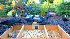 2024-11-21 11_56_57-LIVE 4K 60fps Bird Feeder Cam - Hedgehog & Bird Watching (3D Audio) ASMR HQ - Yo.png
