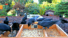 2024-11-21 11_57_14-LIVE 4K 60fps Bird Feeder Cam - Hedgehog & Bird Watching (3D Audio) ASMR HQ - Yo.png