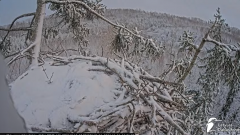 2024-11-21 19_29_05-Jūras ērgļi (Haliaeetus albicilla) Durbē - LDF tiešraide - YouTube – Maxthon.png