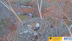 2024-11-22 21_14_15-Bluff City Cam 1_ ETSU_BTES Eagle Camera - YouTube – Maxthon.png