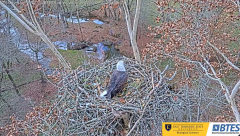 2024-11-22 21_14_41-Bluff City Cam 1_ ETSU_BTES Eagle Camera - YouTube – Maxthon.png