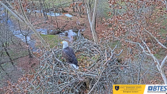2024-11-22 21_14_51-Bluff City Cam 1_ ETSU_BTES Eagle Camera - YouTube – Maxthon.png