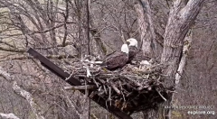 2024-11-22 21_18_31-Decorah Eagles - North Nest - 4k powered by EXPLORE.org - YouTube – Maxthon.png
