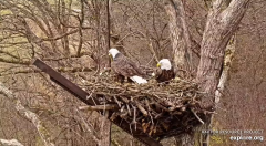 2024-11-22 21_19_10-Decorah Eagles - North Nest - 4k powered by EXPLORE.org - YouTube – Maxthon.png
