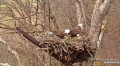 2024-11-22 21_19_17-Decorah Eagles - North Nest - 4k powered by EXPLORE.org - YouTube – Maxthon.png