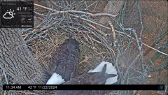 2024-11-22 21_23_07-Port Tobacco Eagle Cam - YouTube – Maxthon.png