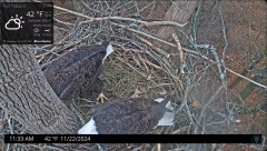 2024-11-22 21_23_21-Port Tobacco Eagle Cam - YouTube – Maxthon.png