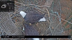 2024-11-22 21_23_36-Port Tobacco Eagle Cam - YouTube – Maxthon.png