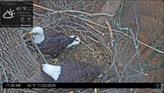 2024-11-22 21_24_10-Port Tobacco Eagle Cam - YouTube – Maxthon.png