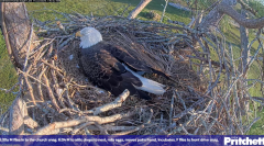 2024-11-22 21_27_55-Southwest Florida Eagle Cam - Cam 4K - YouTube – Maxthon.png