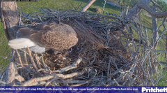 2024-11-22 21_28_40-Southwest Florida Eagle Cam - Cam 4K - YouTube – Maxthon.png
