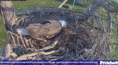 2024-11-22 21_28_46-Southwest Florida Eagle Cam - Cam 4K - YouTube – Maxthon.png