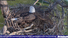 2024-11-22 21_29_11-Southwest Florida Eagle Cam - Cam 4K - YouTube – Maxthon.png