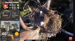 2024-11-23 21_31_14-Central Florida Bald Eagle CAM LIVE #baldeagle #livestream #egglaying #eaglets -.png