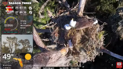 2024-11-23 21_32_26-Central Florida Bald Eagle CAM LIVE #baldeagle #livestream #egglaying #eaglets -.png