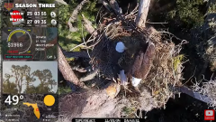 2024-11-23 21_32_46-Central Florida Bald Eagle CAM LIVE #baldeagle #livestream #egglaying #eaglets -.png