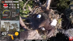 2024-11-23 21_32_50-Central Florida Bald Eagle CAM LIVE #baldeagle #livestream #egglaying #eaglets -.png