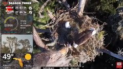 2024-11-23 21_33_15-Central Florida Bald Eagle CAM LIVE #baldeagle #livestream #egglaying #eaglets -.png