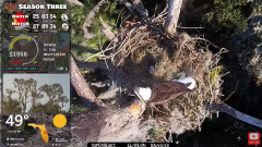 2024-11-23 21_33_38-Central Florida Bald Eagle CAM LIVE #baldeagle #livestream #egglaying #eaglets -.png