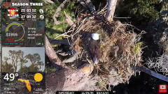 2024-11-23 21_33_47-Central Florida Bald Eagle CAM LIVE #baldeagle #livestream #egglaying #eaglets -.png