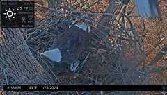 2024-11-23 21_39_52-Port Tobacco Eagle Cam - YouTube – Maxthon.png