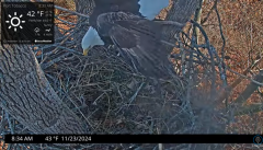 2024-11-23 21_40_44-Port Tobacco Eagle Cam - YouTube – Maxthon.png