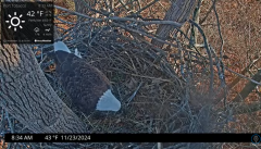 2024-11-23 21_40_55-Port Tobacco Eagle Cam - YouTube – Maxthon.png