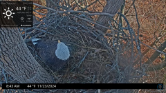 2024-11-23 21_46_00-Port Tobacco Eagle Cam - YouTube – Maxthon.png