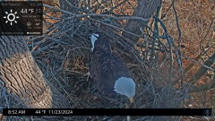 2024-11-23 21_50_16-Port Tobacco Eagle Cam - YouTube – Maxthon.png