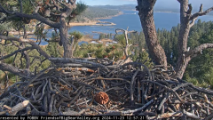 2024-11-23 21_58_43-Big Bear Bald Eagle Live Nest - Cam 1 - YouTube – Maxthon.png