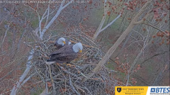 2024-11-23 22_02_46-Bluff City Cam2_ ETSU_BTES Eagle Camera - YouTube – Maxthon.png