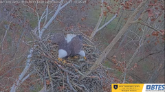 2024-11-23 22_02_55-Bluff City Cam2_ ETSU_BTES Eagle Camera - YouTube – Maxthon.png