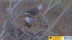 2024-11-23 22_03_23-Bluff City Cam2_ ETSU_BTES Eagle Camera - YouTube – Maxthon.png