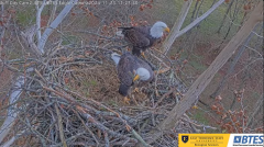 2024-11-23 22_03_39-Bluff City Cam2_ ETSU_BTES Eagle Camera - YouTube – Maxthon.png