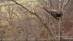 2024-11-23 22_25_30-Decorah Eagles - North Nest - 4k powered by EXPLORE.org - YouTube – Maxthon.png