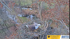 2024-11-24 22_27_08-Bluff City Cam 1_ ETSU_BTES Eagle Camera - YouTube – Maxthon.png