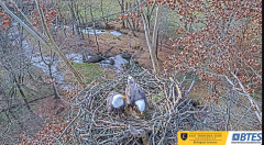 2024-11-24 22_27_25-Bluff City Cam 1_ ETSU_BTES Eagle Camera - YouTube – Maxthon.png