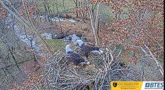 2024-11-24 22_27_56-Bluff City Cam 1_ ETSU_BTES Eagle Camera - YouTube – Maxthon.png