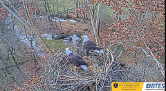 2024-11-24 22_27_58-Bluff City Cam 1_ ETSU_BTES Eagle Camera - YouTube – Maxthon.png