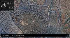 2024-11-24 22_34_19-Port Tobacco Eagle Cam - YouTube – Maxthon.png