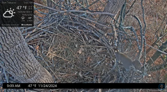 2024-11-24 22_34_26-Port Tobacco Eagle Cam - YouTube – Maxthon.png