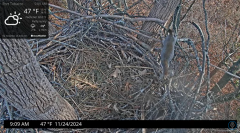 2024-11-24 22_34_30-Port Tobacco Eagle Cam - YouTube – Maxthon.png