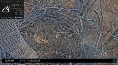 2024-11-24 22_34_32-Port Tobacco Eagle Cam - YouTube – Maxthon.png