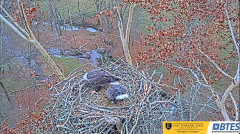 2024-11-27 21_15_17-Bluff City Cam 1_ ETSU_BTES Eagle Camera - YouTube – Maxthon.png