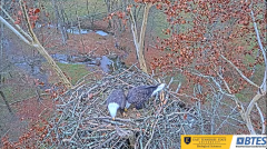 2024-11-27 21_15_27-Bluff City Cam 1_ ETSU_BTES Eagle Camera - YouTube – Maxthon.png